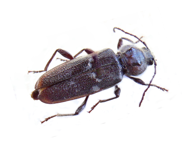 Insecte capricorne