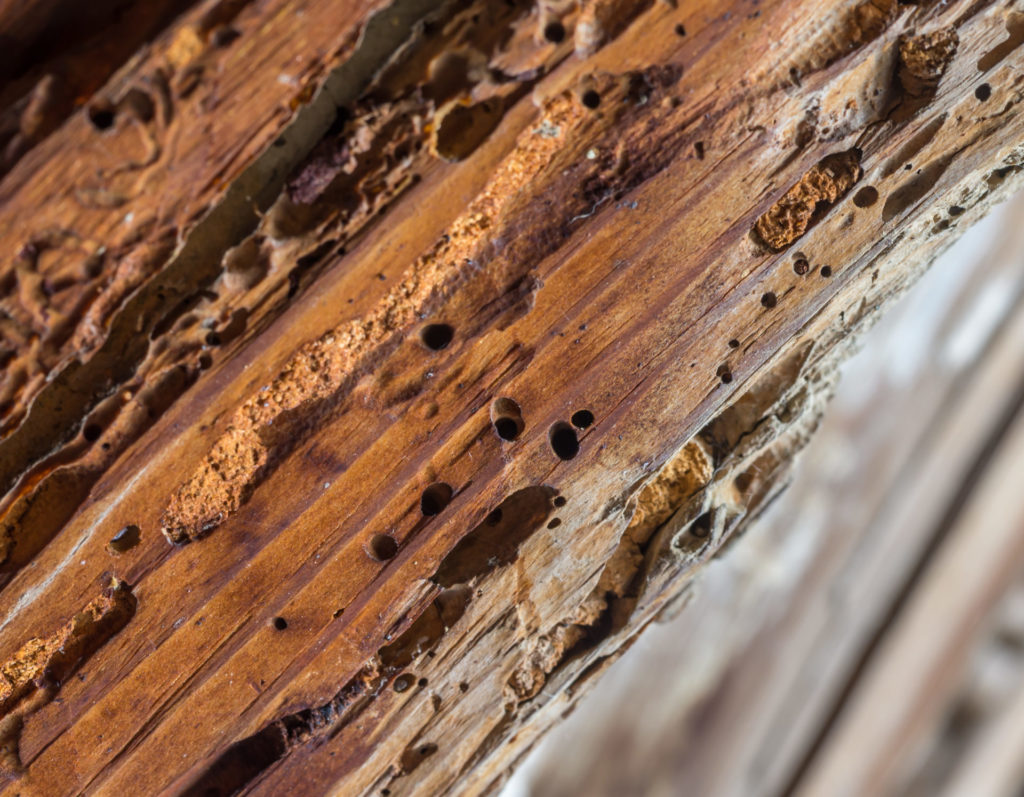 Trouver un spécialiste anti-nuisible à Lyon 69 Rhône-Alpes pour exterminer  des termites dans un appartement - NuisiProtect